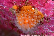 Duvaucelia plebeia tritonia nudi-Alcyonium digitatum Ouessant Ar bloch-4m-20240821-da-DSC_9013_tn